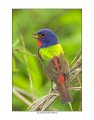 298 painted bunting